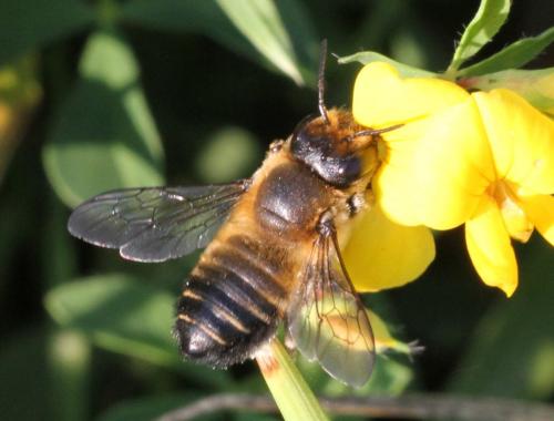 Megachile sp.